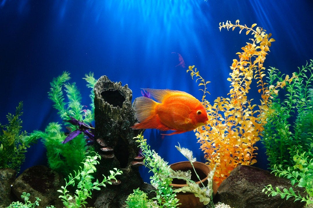 What To Look For When Choosing Aquarium Rocks Linda Lyon Medium