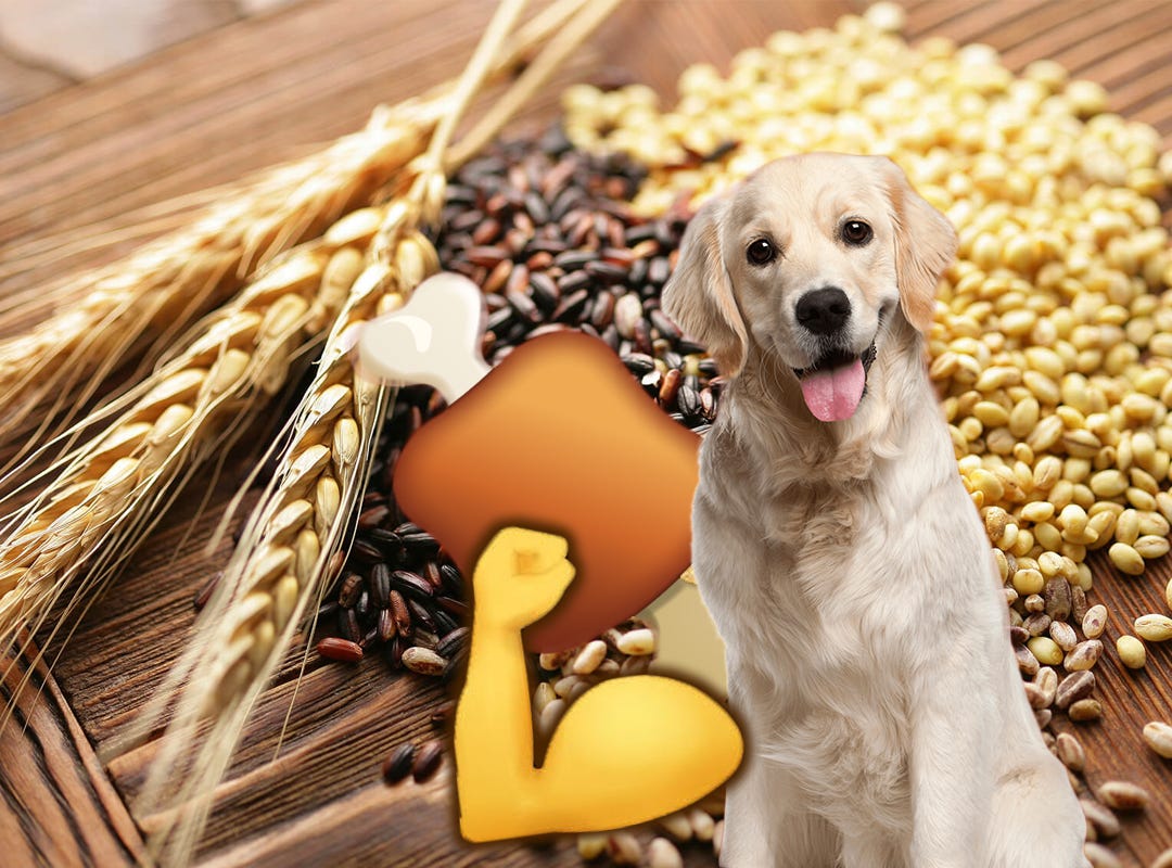 why is grain free important for dogs