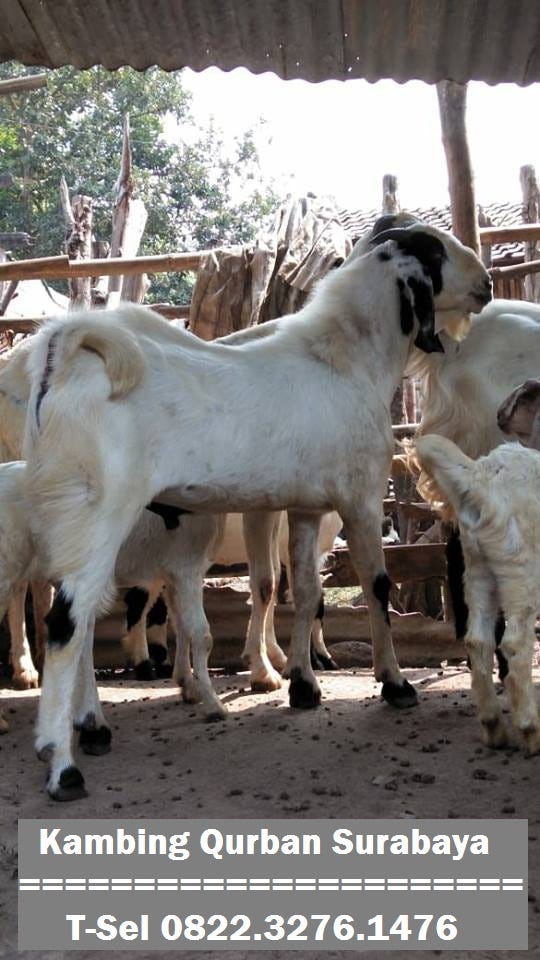 0822.3276.1476 | Jual Kambing Qurban Murah Surabaya | by  