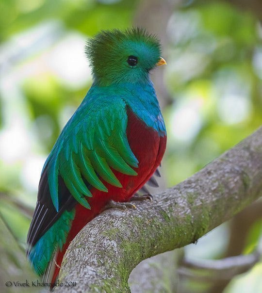 瑪雅聖鳥 去厄瓜多爾的mindo是為了追逐蜂鳥 闖進當地的reserva Las By Sharon Chan South America Ecuador Medium