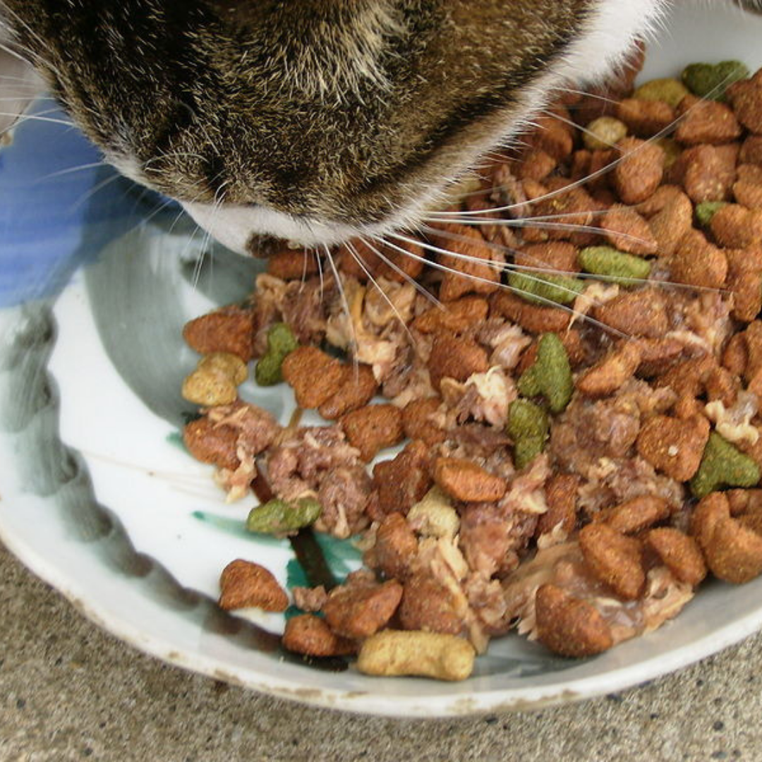 Should cats be vegans?. Studies show that, individuals on a… by