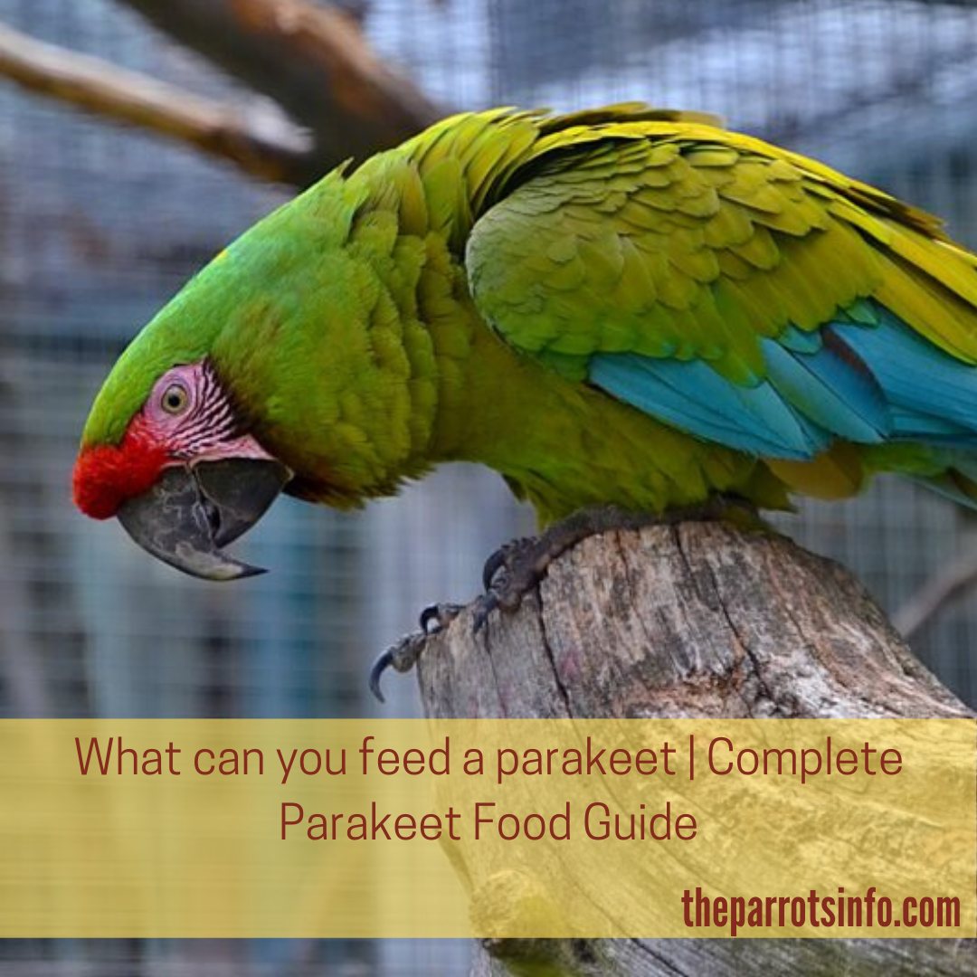 What can you feed a parakeet | Complete Parakeet Food Guide - The ...