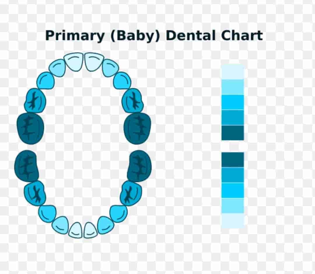 Схема детских зубов
