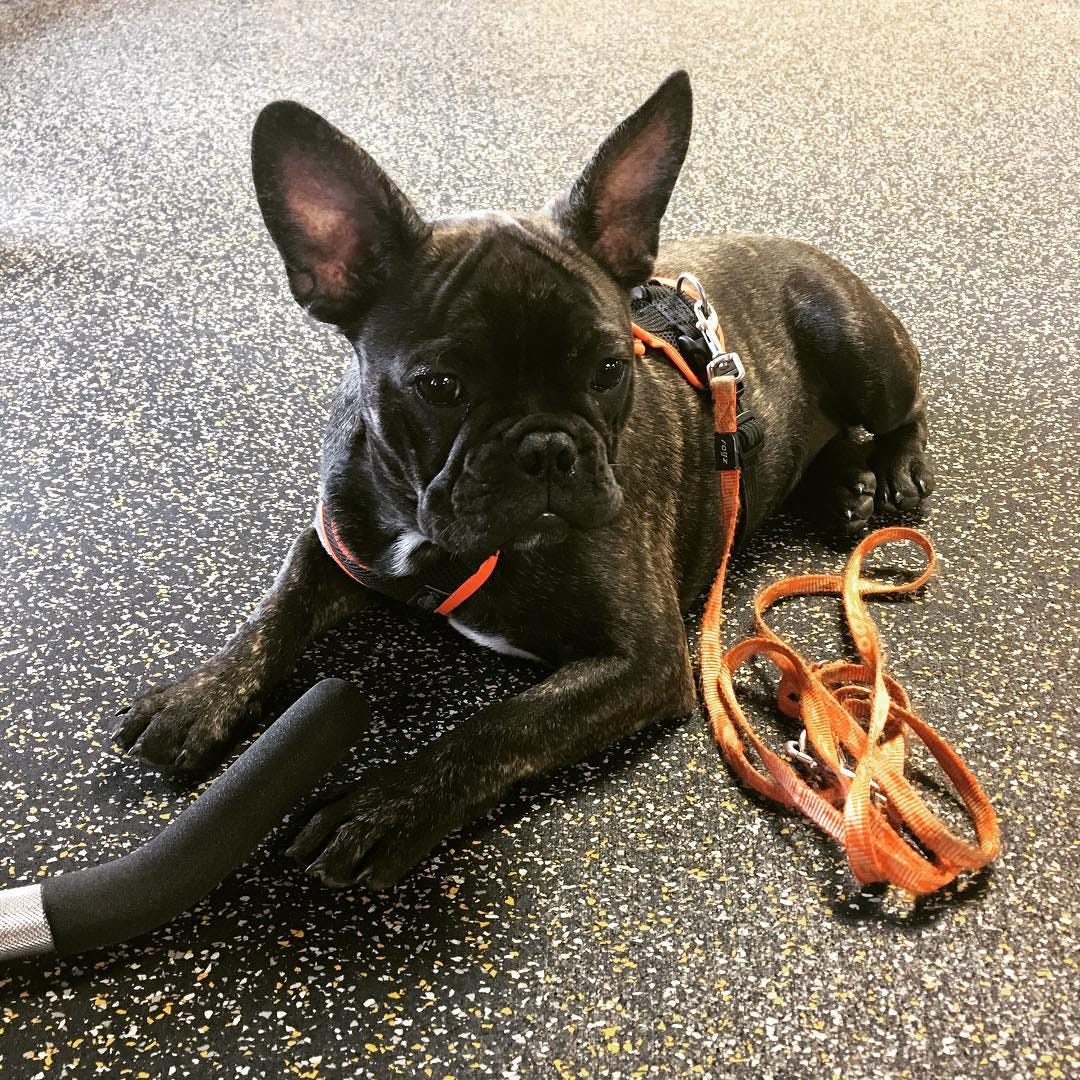 best leash for french bulldog