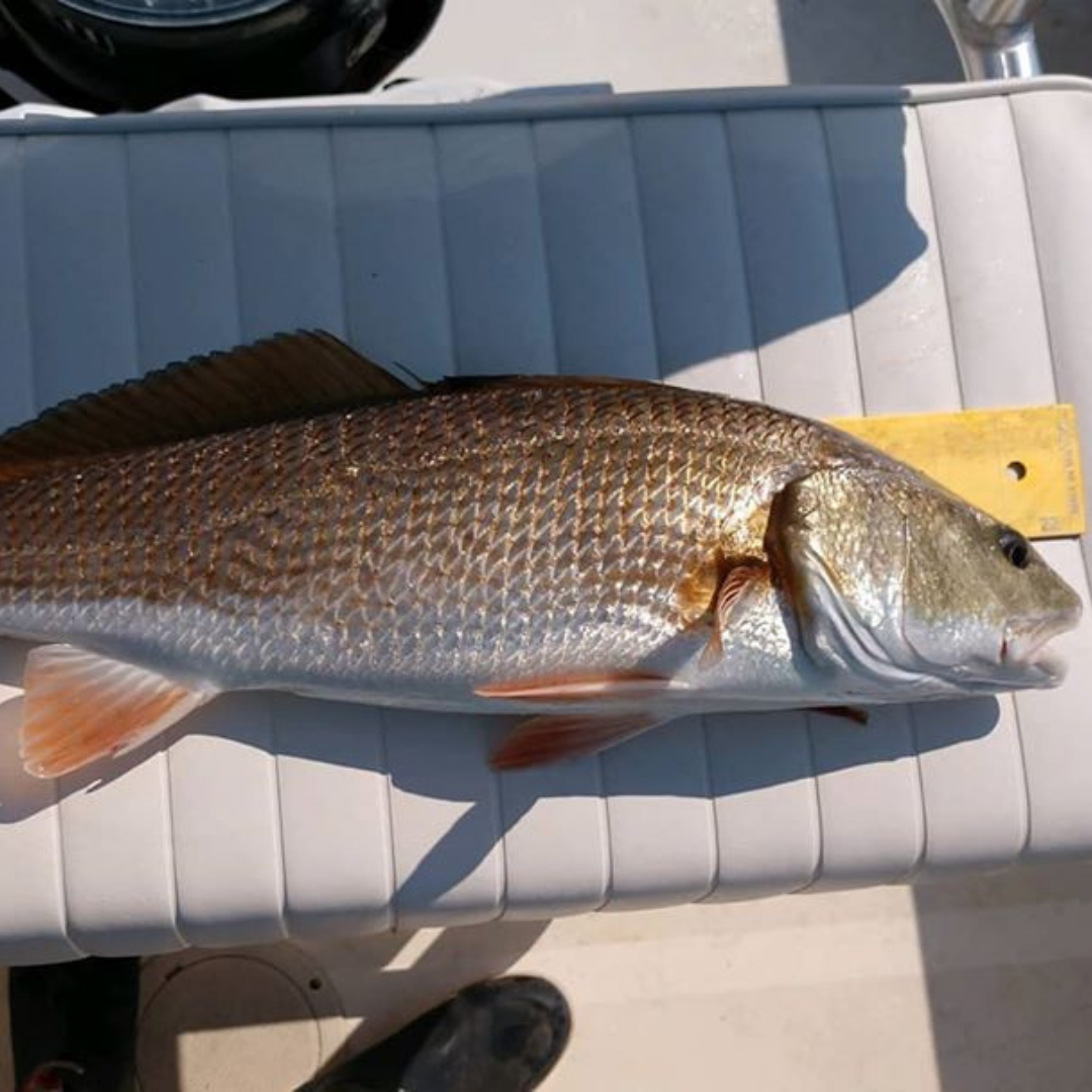 Interesting Facts about Red Drum Fish (Sclaenops Ocellatus) Species