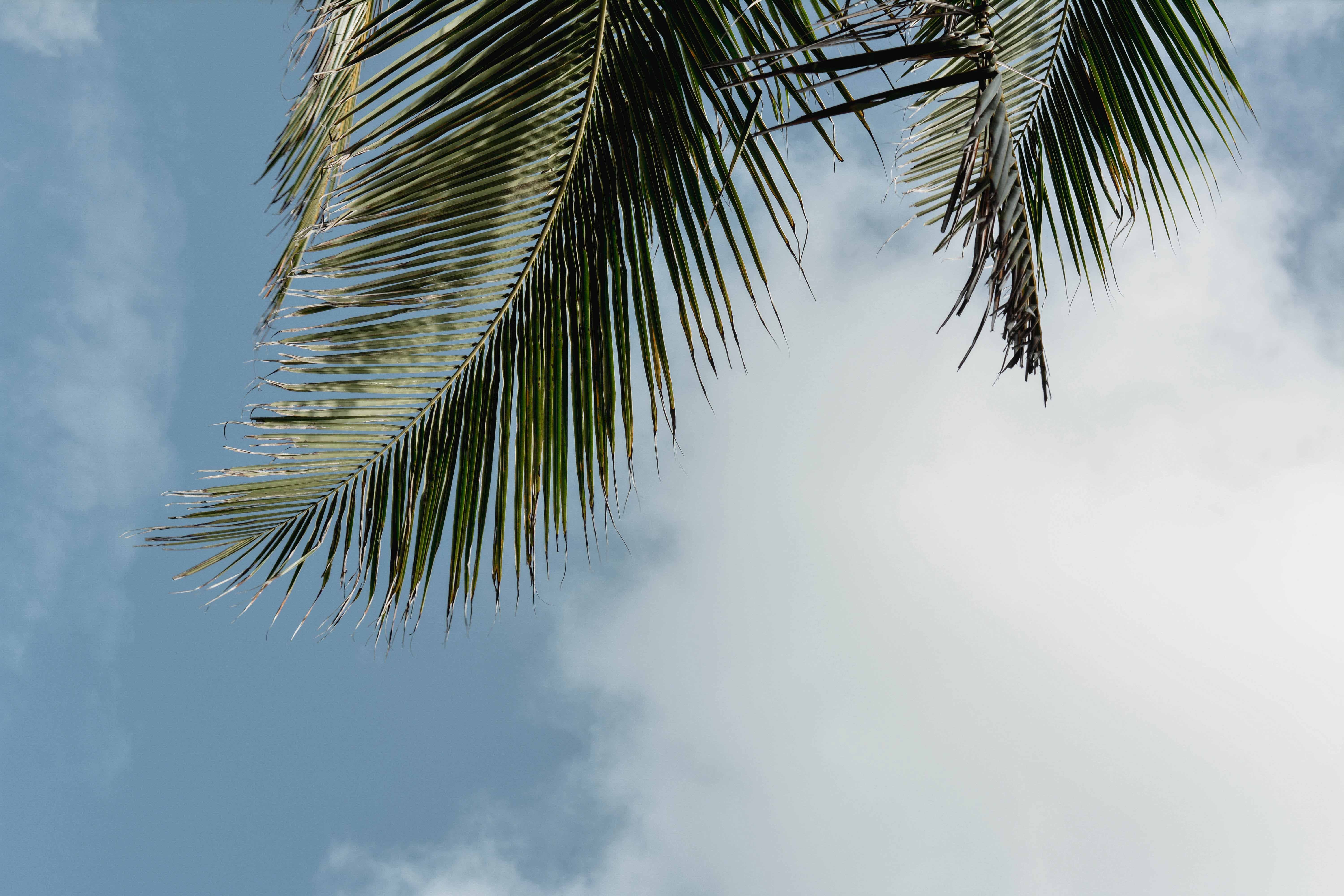 A palm leaf against a blue sky