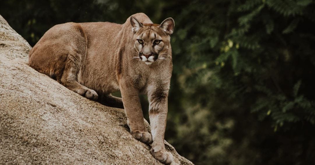 Stupid Puma Syndrome at Work. As you know, puma is a member of wild… | by  Beril Kavaklı | Medium