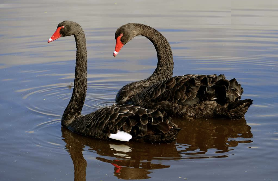 Black Swans Are NOT Black Swans. The term Black Swan coined by… | by Lou Kerner | JustStable | Medium
