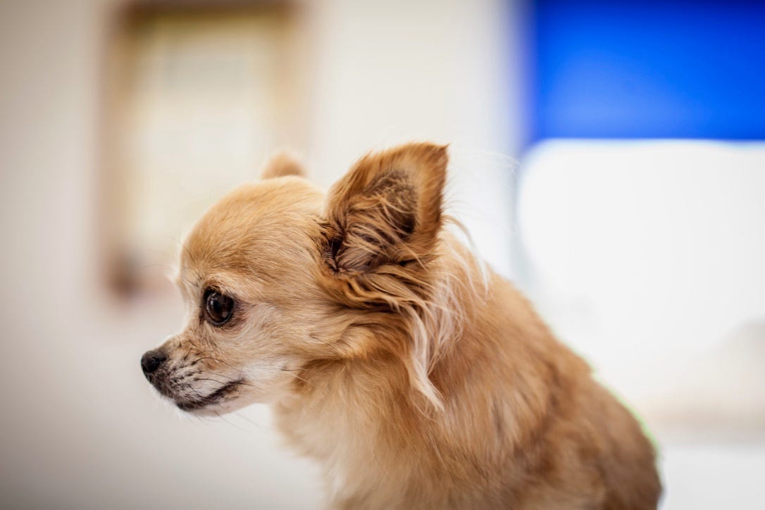Alabama Rot — What You Need To Know | by Rachel Thomas | Medium