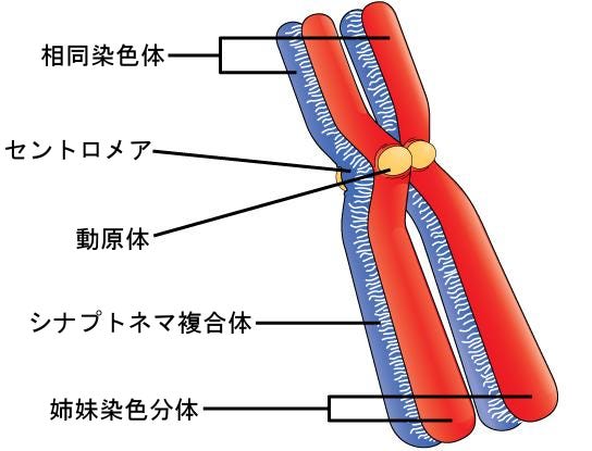 生物学 第2版 第11章 減数分裂および有性生殖 Japanese Translation Of Biology 2e By Better Late Than Never Medium