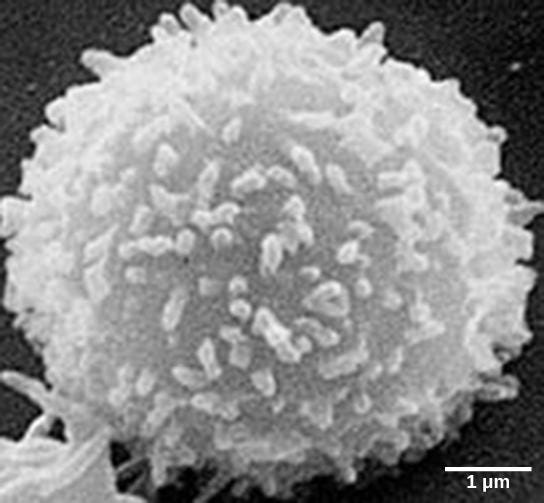 生物学 第2版 第42章 免疫系 Japanese Translation Of Biology 2e By Better Late Than Never Medium