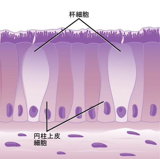 生物学 第2版 第33章 動物体 基本形態と機能 Japanese Translation Of Biology 2e By Better Late Than Never Medium