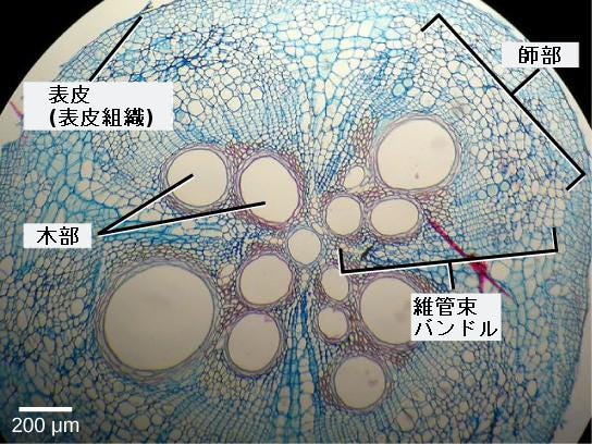 生物学 第2版 第30章 植物の形態と生理学 Japanese Translation Of Biology 2e By Better Late Than Never Medium 生物学 第2版 第30章 植物の形態と生理学 Japanese Translation Of Biology 2e By Better Late Than Never Medium