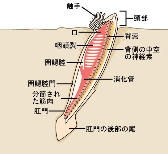 生物学 第2版 第29章 脊椎動物 Japanese Translation Of Biology 2e By Better Late Than Never Medium 生物学 第2版 第29章 脊椎動物 Japanese Translation Of Biology 2e By Better Late Than Never Medium