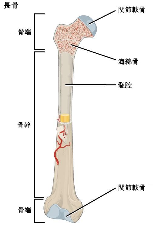 生物学 第2版 第38章 筋骨格系 Japanese Translation Of Biology 2e By Better Late Than Never Medium