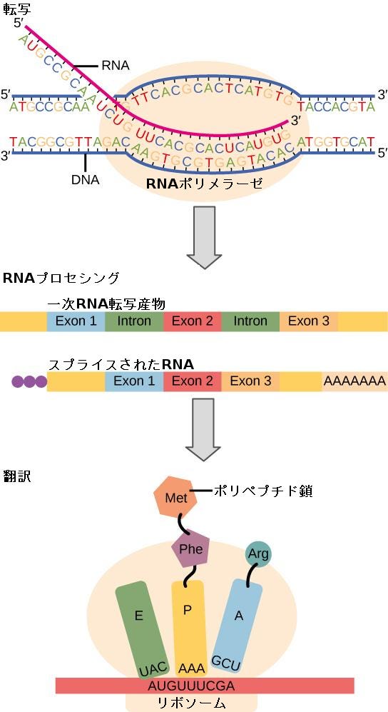 伝令ＲＮＡ