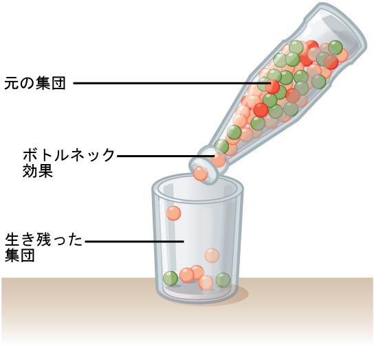 遺伝子浮動
