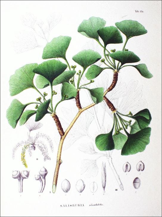 生物学 第2版 第26章 種子植物 Japanese Translation Of Biology 2e By Better Late Than Never Medium