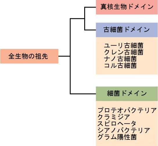 生物学 第2版 第22章 原核生物 細菌と古細菌 Japanese Translation Of Biology 2e By Better Late Than Never Medium