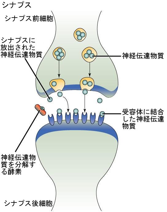 生物学 第2版 — 第9章 細胞通信 —. Japanese translation of “Biology 2e” | by Better