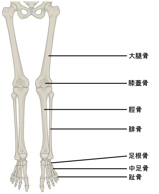生物学 第2版 第38章 筋骨格系 Japanese Translation Of Biology 2e By Better Late Than Never Medium 生物学 第2版 第38章 筋骨格系 Japanese Translation Of Biology 2e By Better Late Than Never Medium