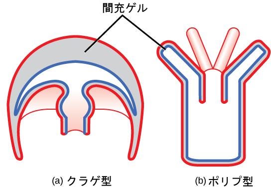 刺胞嚢