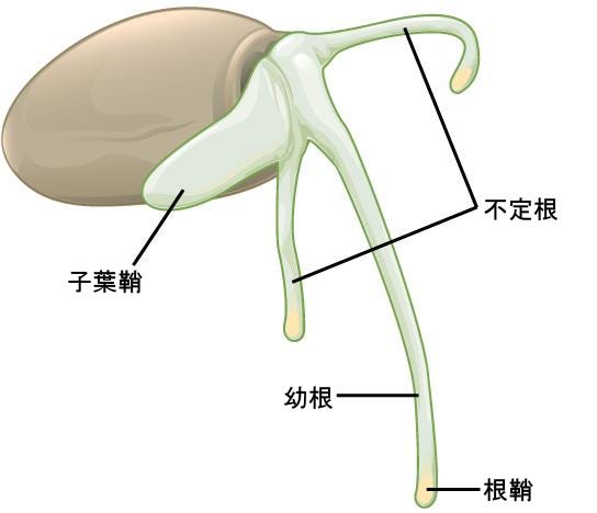 生物学 第2版 第32章 植物の生殖 Japanese Translation Of Biology 2e By Better Late Than Never Medium 生物学 第2版 第32章 植物の生殖 Japanese Translation Of Biology 2e By Better Late Than Never Medium