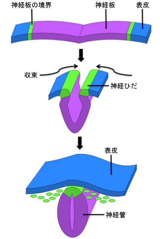 生物学 第2版 第43章 動物の生殖と発生 Japanese Translation Of Biology 2e By Better Late Than Never Medium