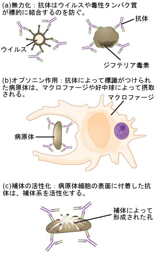 生物学 第2版 第42章 免疫系 Japanese Translation Of Biology 2e By Better Late Than Never Medium 生物学 第2版 第42章 免疫系 Japanese Translation Of Biology 2e By Better Late Than Never Medium