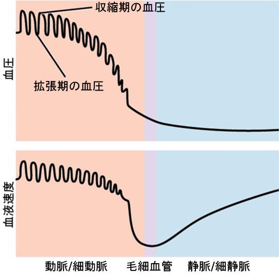 生物学 第2版 第40章 循環器系 Japanese Translation Of Biology 2e By Better Late Than Never Medium 生物学 第2版 第40章 循環器系 Japanese Translation Of Biology 2e By Better Late Than Never Medium