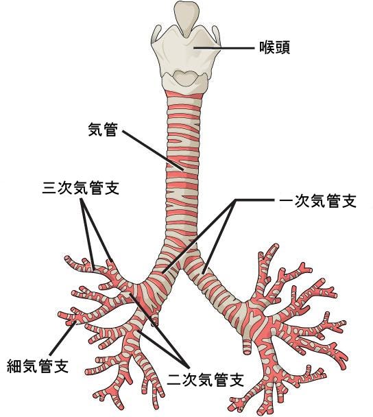 生物学 第2版 第39章 呼吸器系 Japanese Translation Of Biology 2e By Better Late Than Never Medium 生物学 第2版 第39章 呼吸器系 Japanese Translation Of Biology 2e By Better Late Than Never Medium
