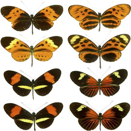 生物学 第2版 第45章 個体群と生物群集の生態学 Japanese Translation Of Biology 2e By Better Late Than Never Medium 生物学 第2版 第45章 個体群と生物群集の生態学 Japanese Translation Of Biology 2e By Better Late Than Never Medium
