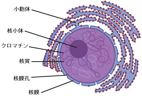 生物学 第2版 第4章 細胞構造 Japanese Translation Of Biology 2e By Better Late Than Never Medium 生物学 第2版 第4章 細胞構造 Japanese Translation Of Biology 2e By Better Late Than Never Medium