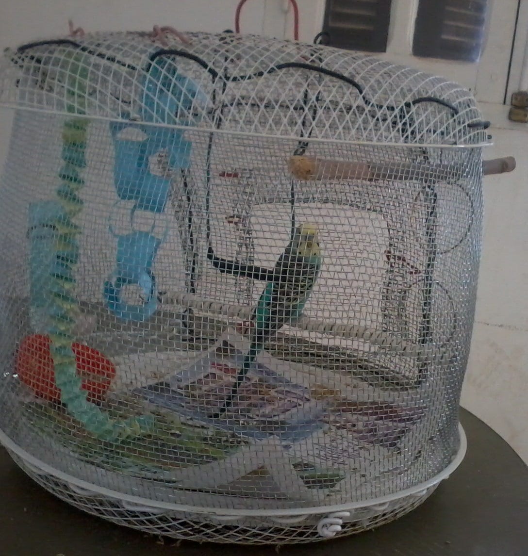 Bird Cage Out of a Fan. I had this broken fan in my basement… by