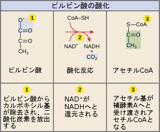 生物学 第2版 第7章 細胞呼吸 Japanese Translation Of Biology 2e By Better Late Than Never Medium 生物学 第2版 第7章 細胞呼吸 Japanese Translation Of Biology 2e By Better Late Than Never Medium