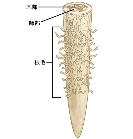 生物学 第2版 第31章 土壌と植物の栄養摂取 Japanese Translation Of Biology 2e By Better Late Than Never Medium