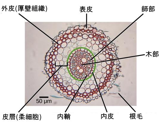 生物学 第2版 第30章 植物の形態と生理学 Japanese Translation Of Biology 2e By Better Late Than Never Medium