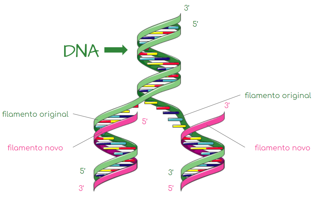Replicação - Síntese de DNA. Vimos a composição química e a… | by Natália  Albieri Koritiaki | Medium