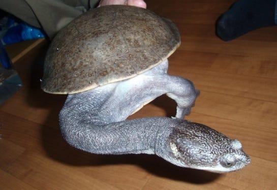 Dunia Binatang Rama Dani Medium