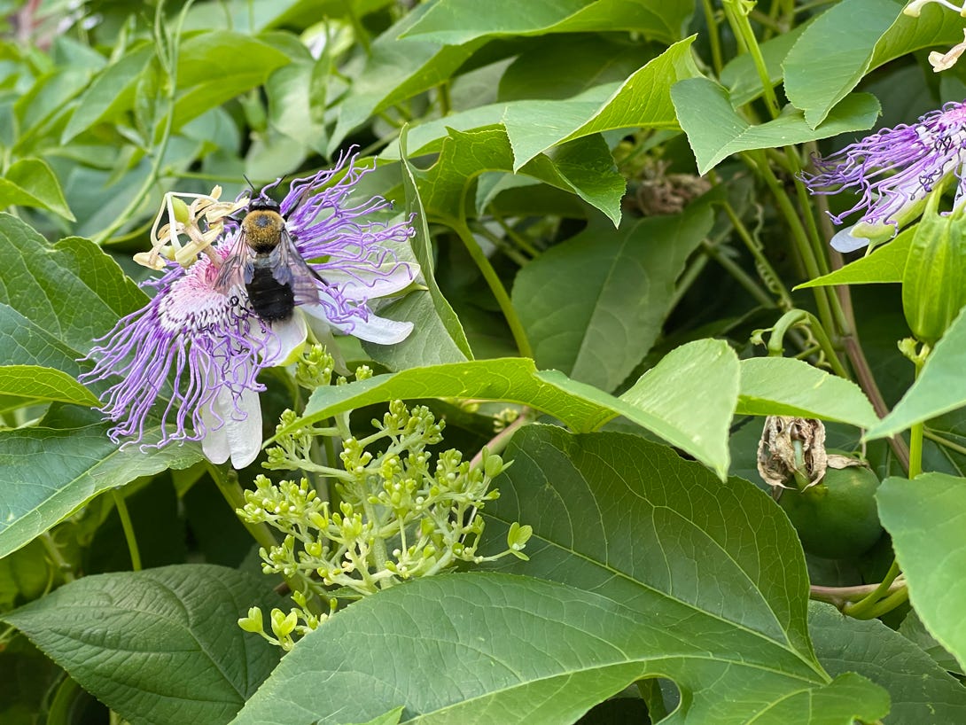 Passionflower. A Southern Native Vine by V. Bray Gardening, Birding