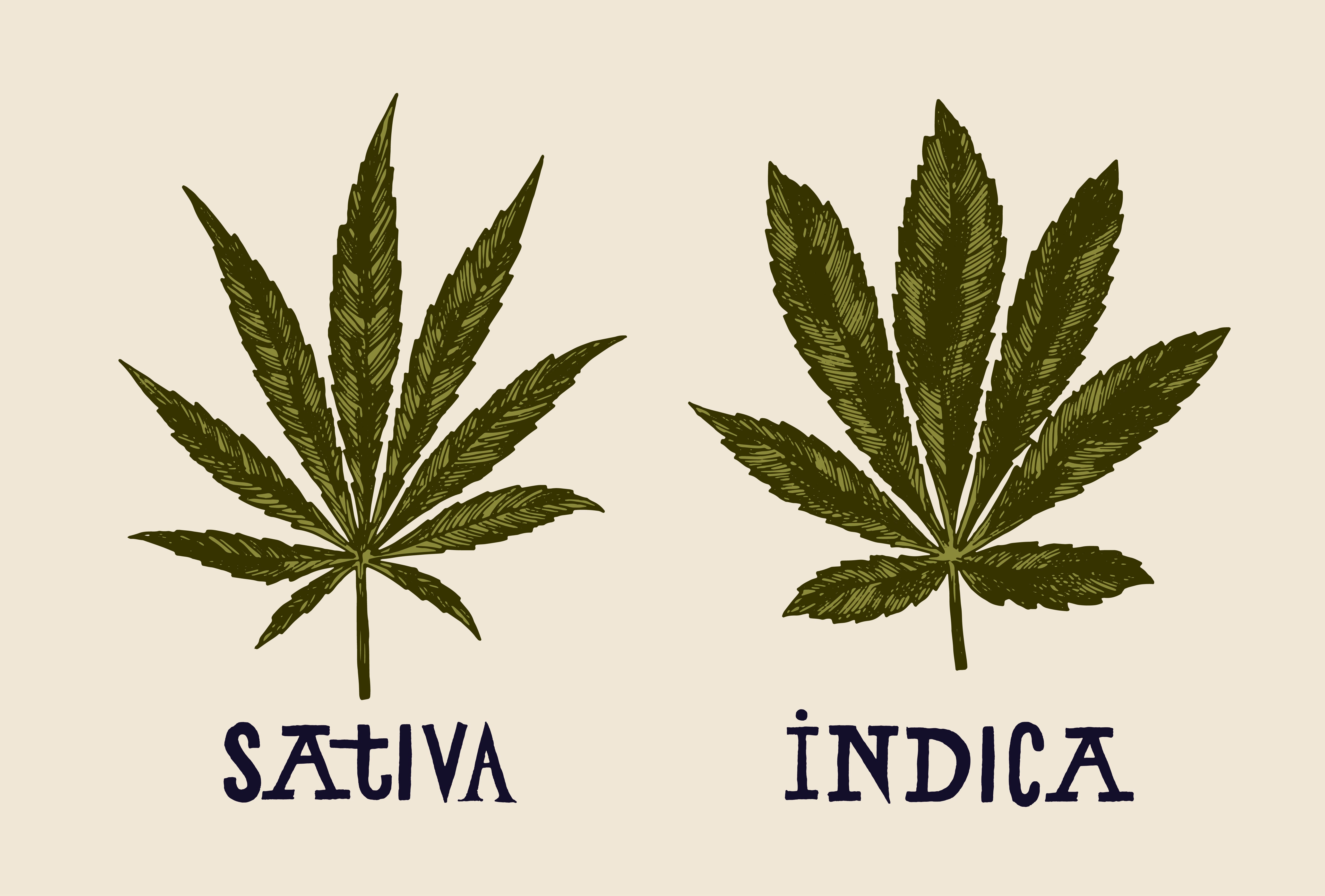 Attitudes Toward Marijuana In America And Japan アメリカと日本のマリファナに対する意識 By Niko Schultz 渡辺二幸 Medium Attitudes Toward Marijuana In America And Japan アメリカと日本のマリファナに対する意識 By Niko Schultz 渡辺二幸 Medium