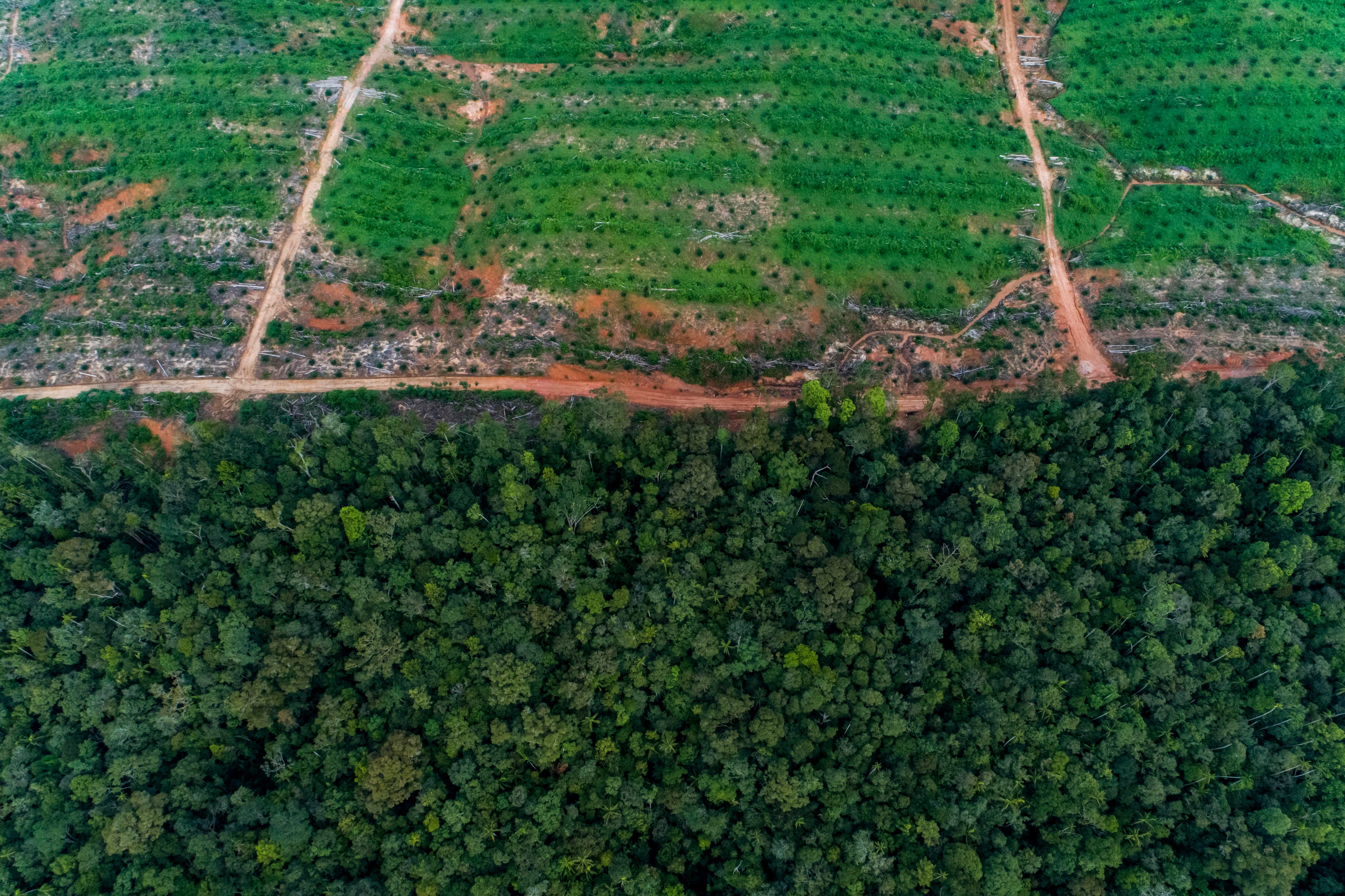 The secret deal to destroy paradise  by The Gecko Project  The 