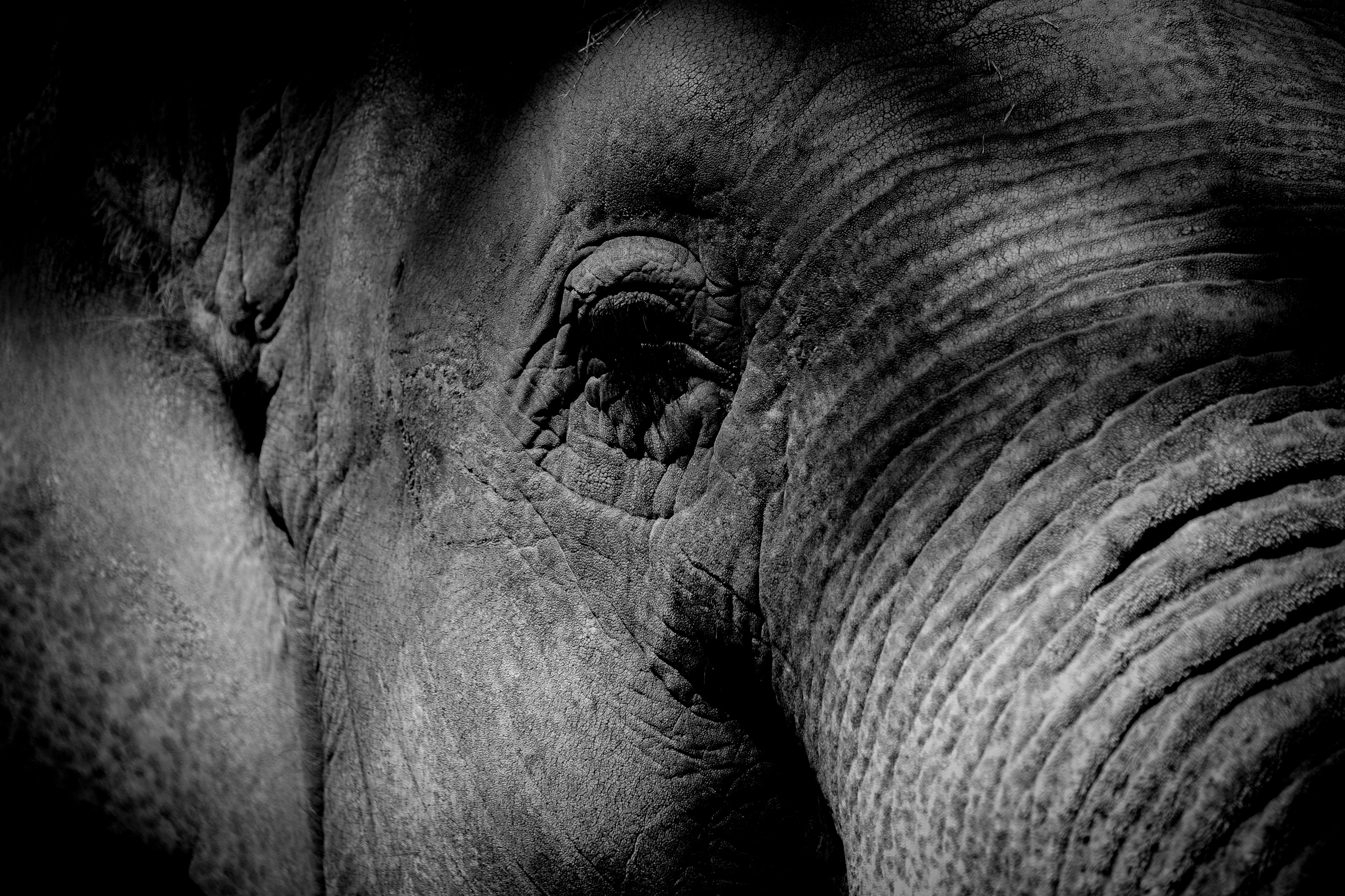 Black-and-white photograph closeup of an elephant’s face.