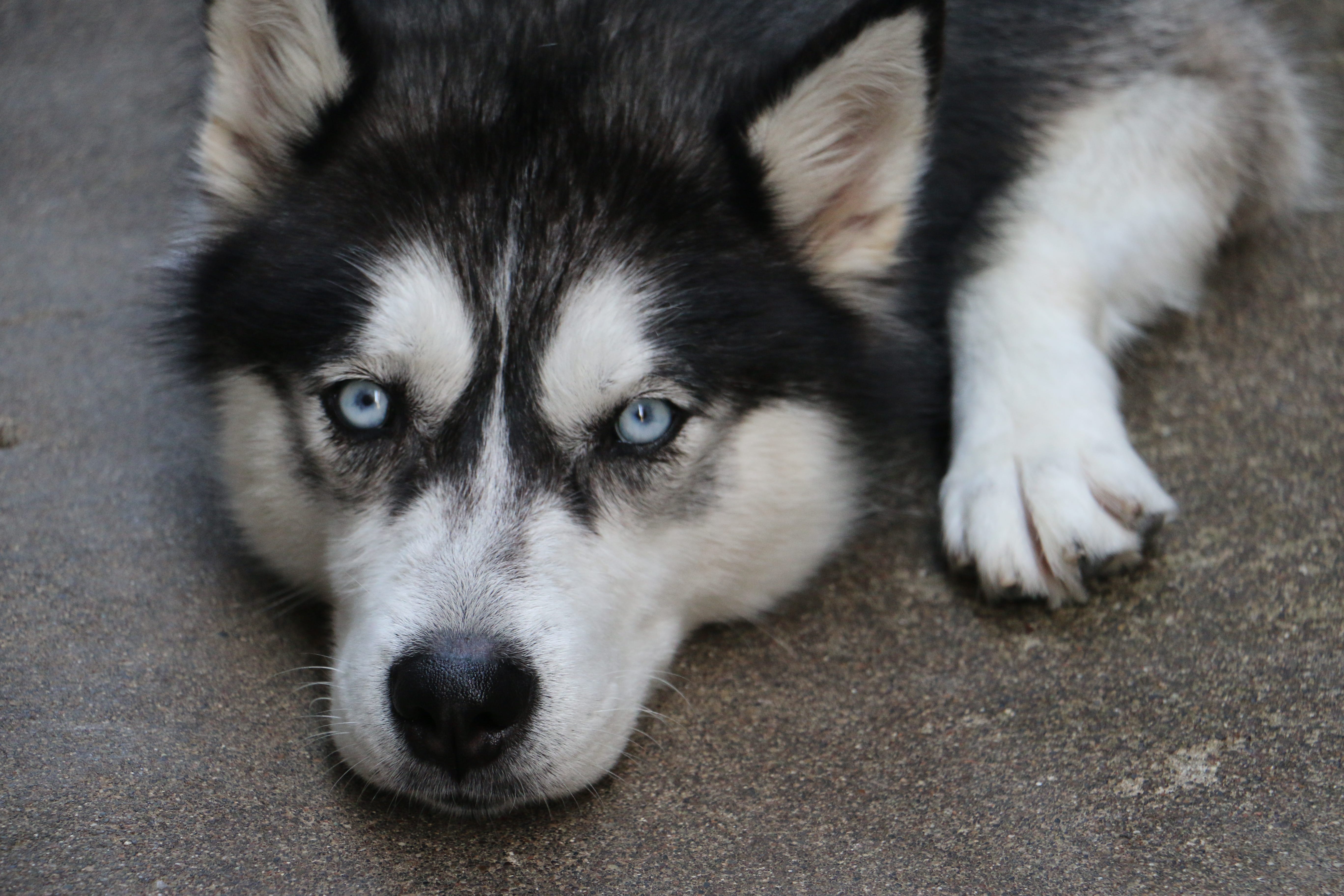 siberian husky wolf dog breeds