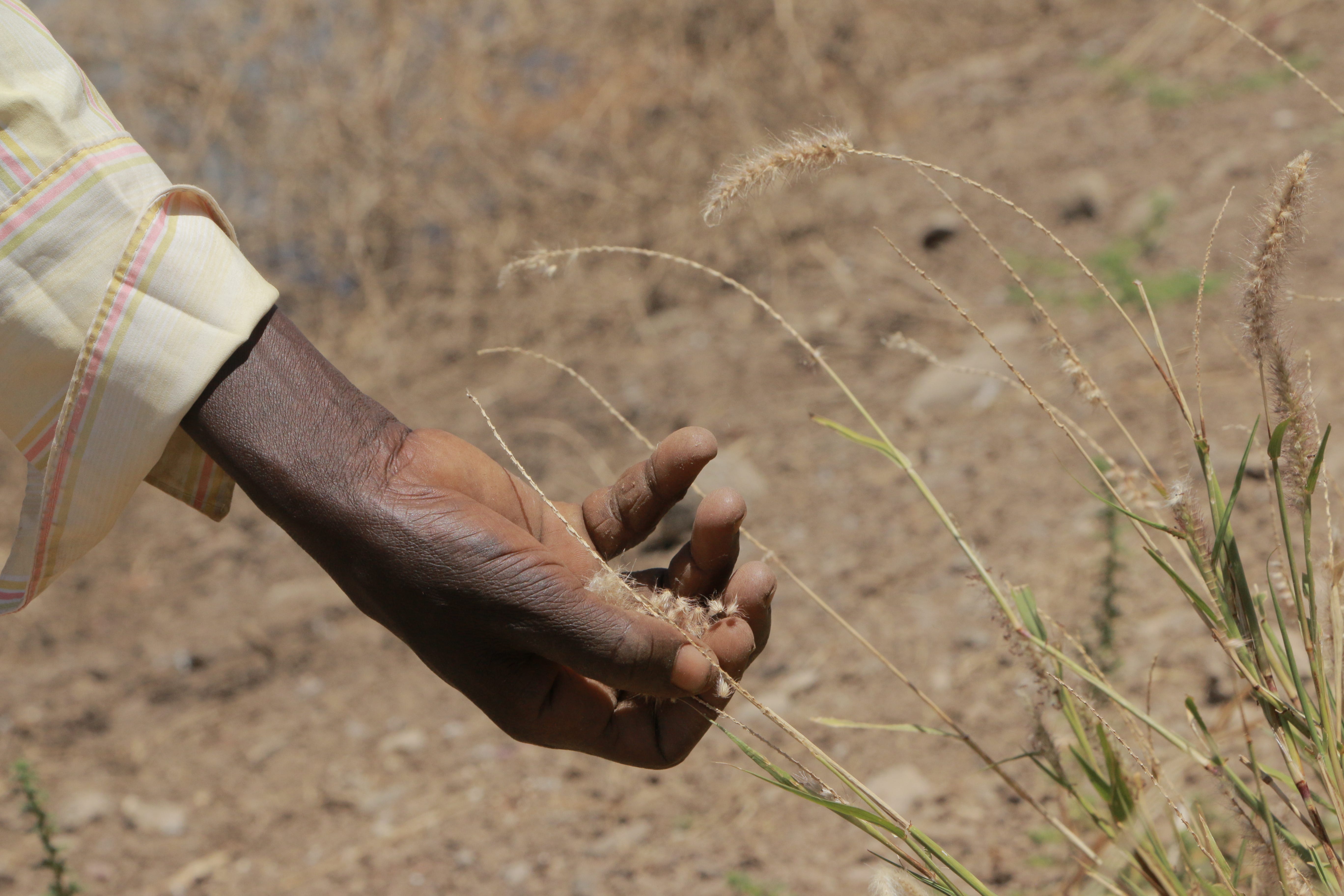 Finding greener pastures in the hay fields of Kenya's Rift Valley
