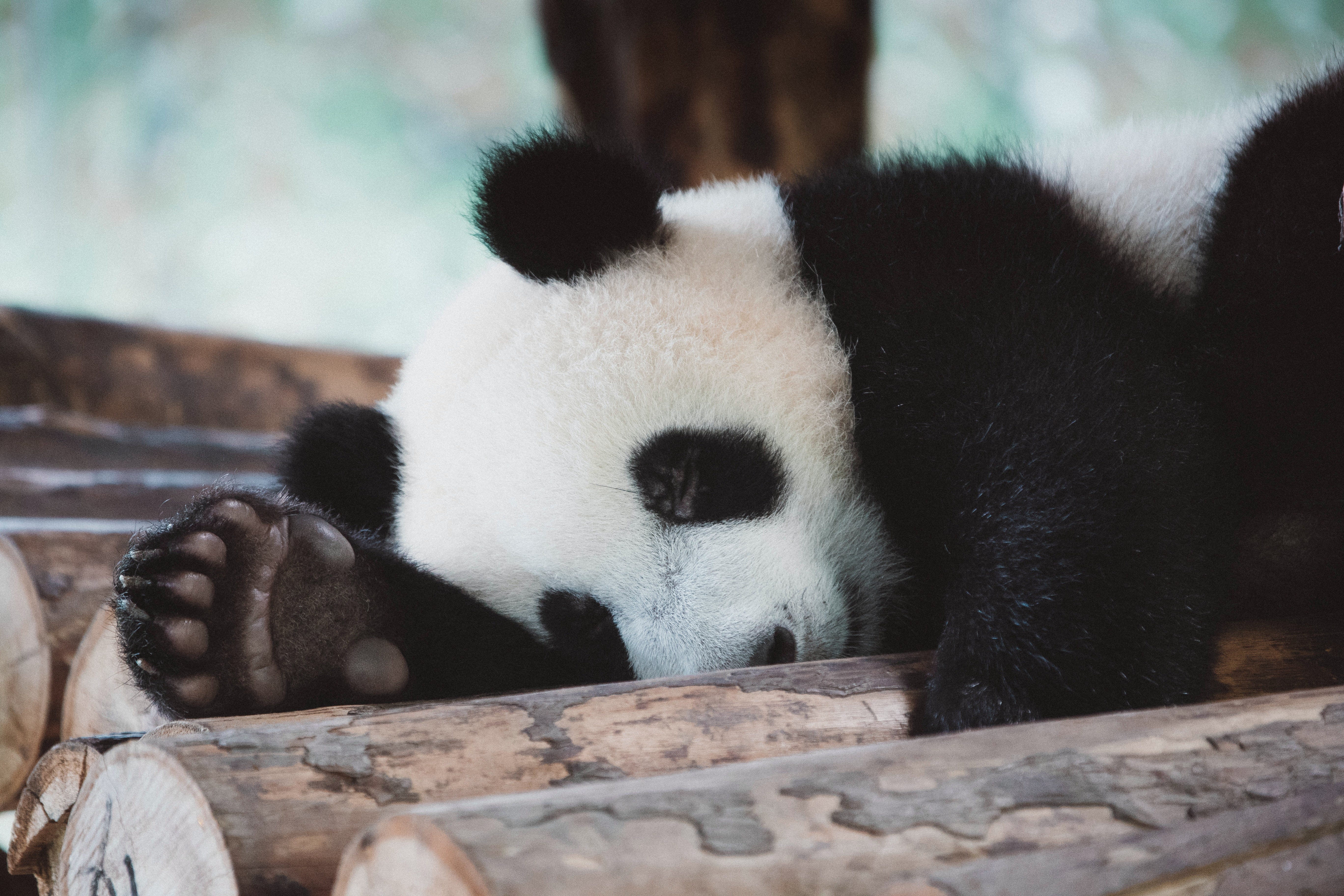 7 Pandas Tricks With Applications By Josh Bernhard The Startup Medium - 7 pandas tricks with applications panda panda panda panda panda panda panda panda roblox id rmusic coder 7 Pandas Tricks With Applications By Josh Bernhard The Startup Medium - panda panda panda panda panda panda panda panda roblox id rmusic coder