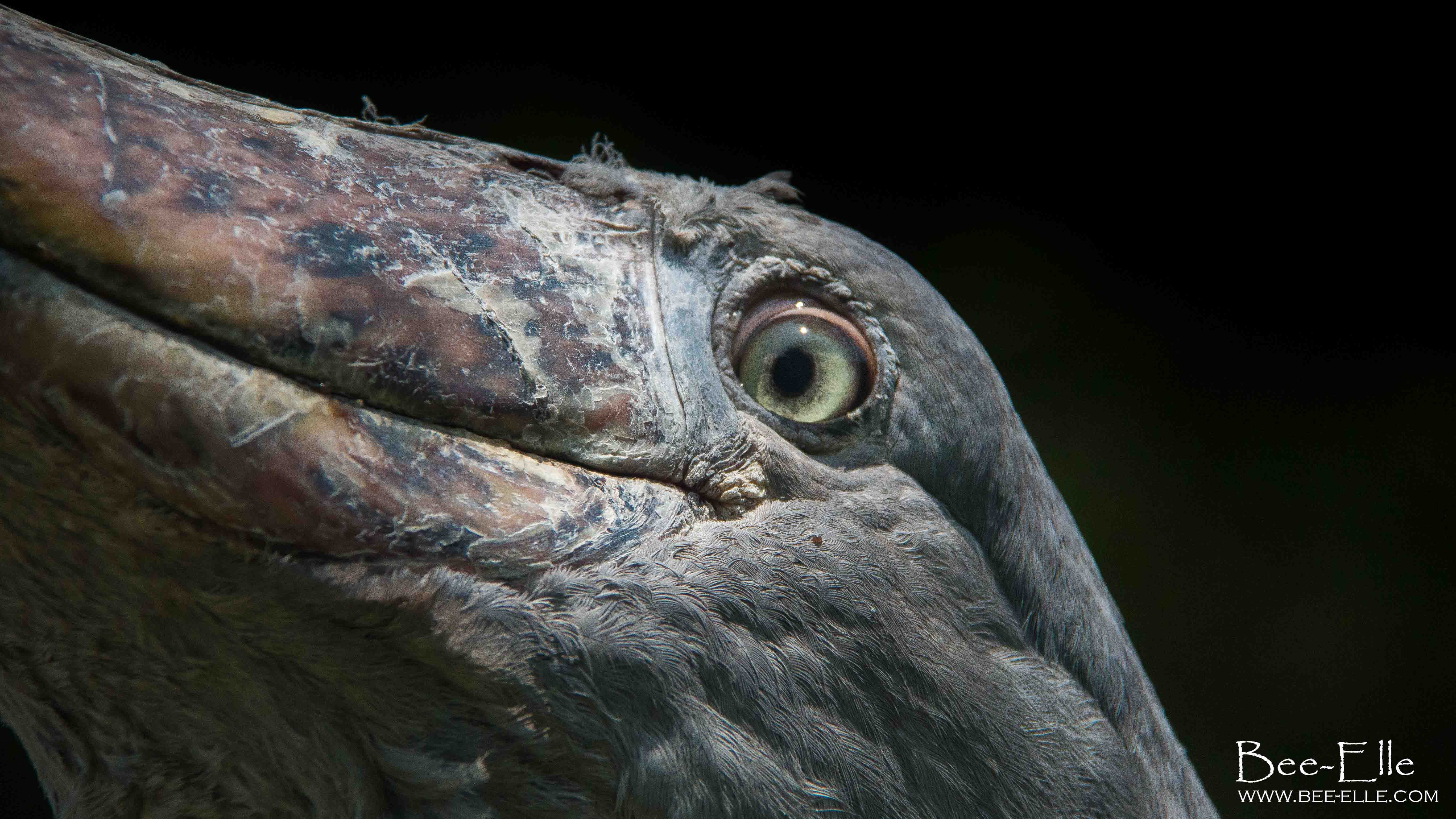 shoebill sounds shoebill sounds