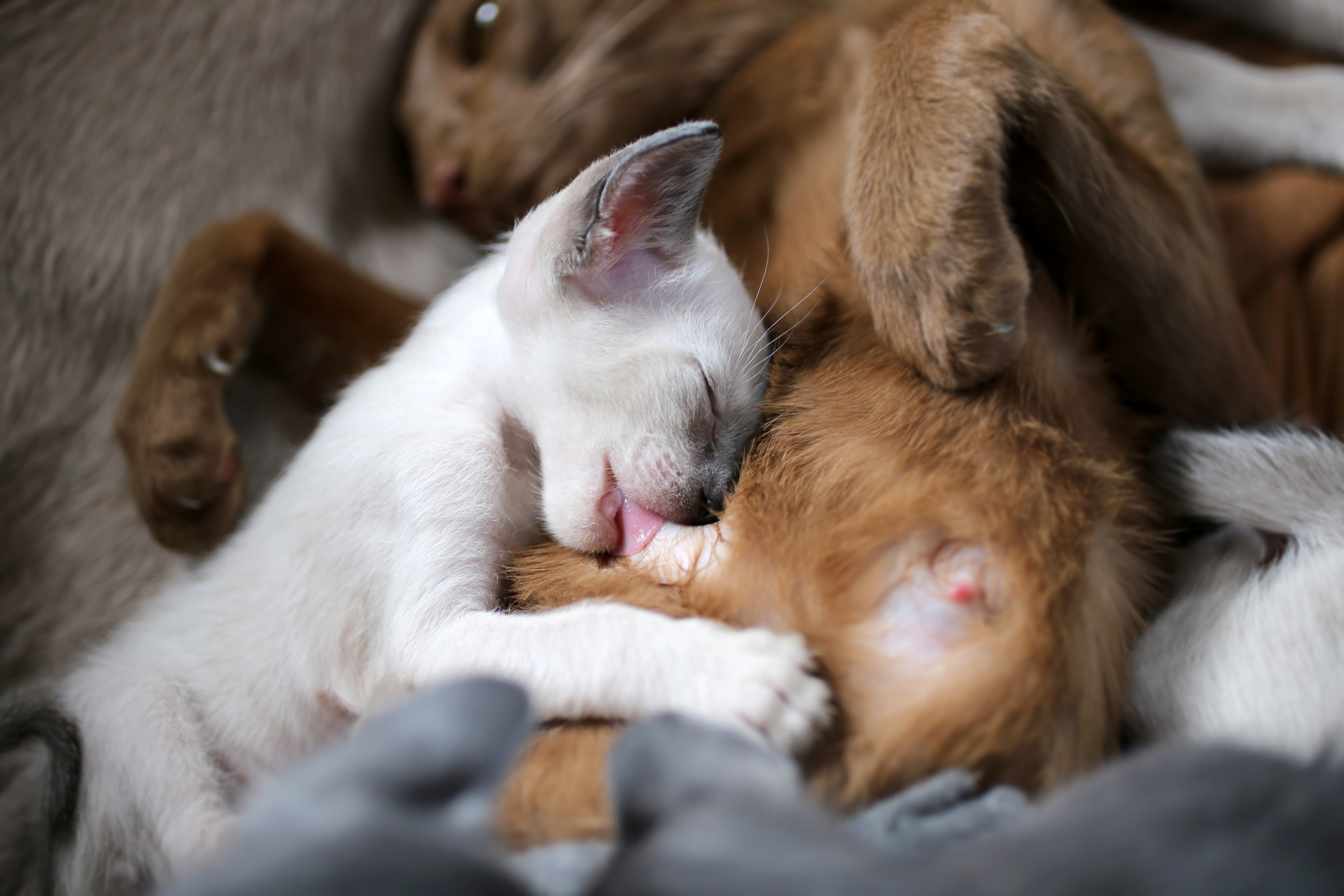 The Cats and The 'Almond Milk?'. Is almond milk being safe for cats? | by Anaskhan | Medium The Cats and The 'Almond Milk?'. Is almond milk being safe for cats? | by Anaskhan | Medium