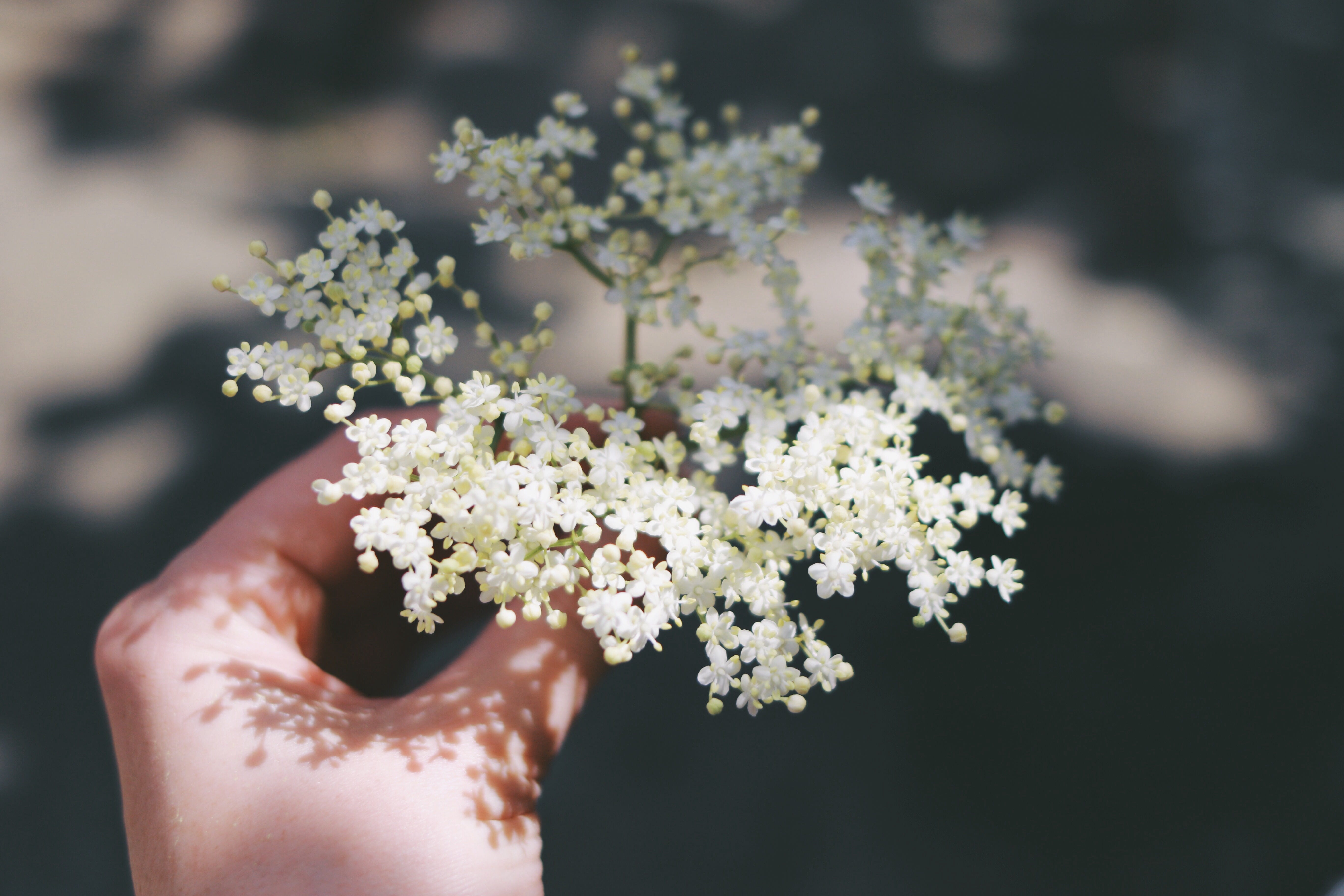 Sambucus что это такое. Смотреть фото Sambucus что это такое. Смотреть картинку Sambucus что это такое. Картинка про Sambucus что это такое. Фото Sambucus что это такое