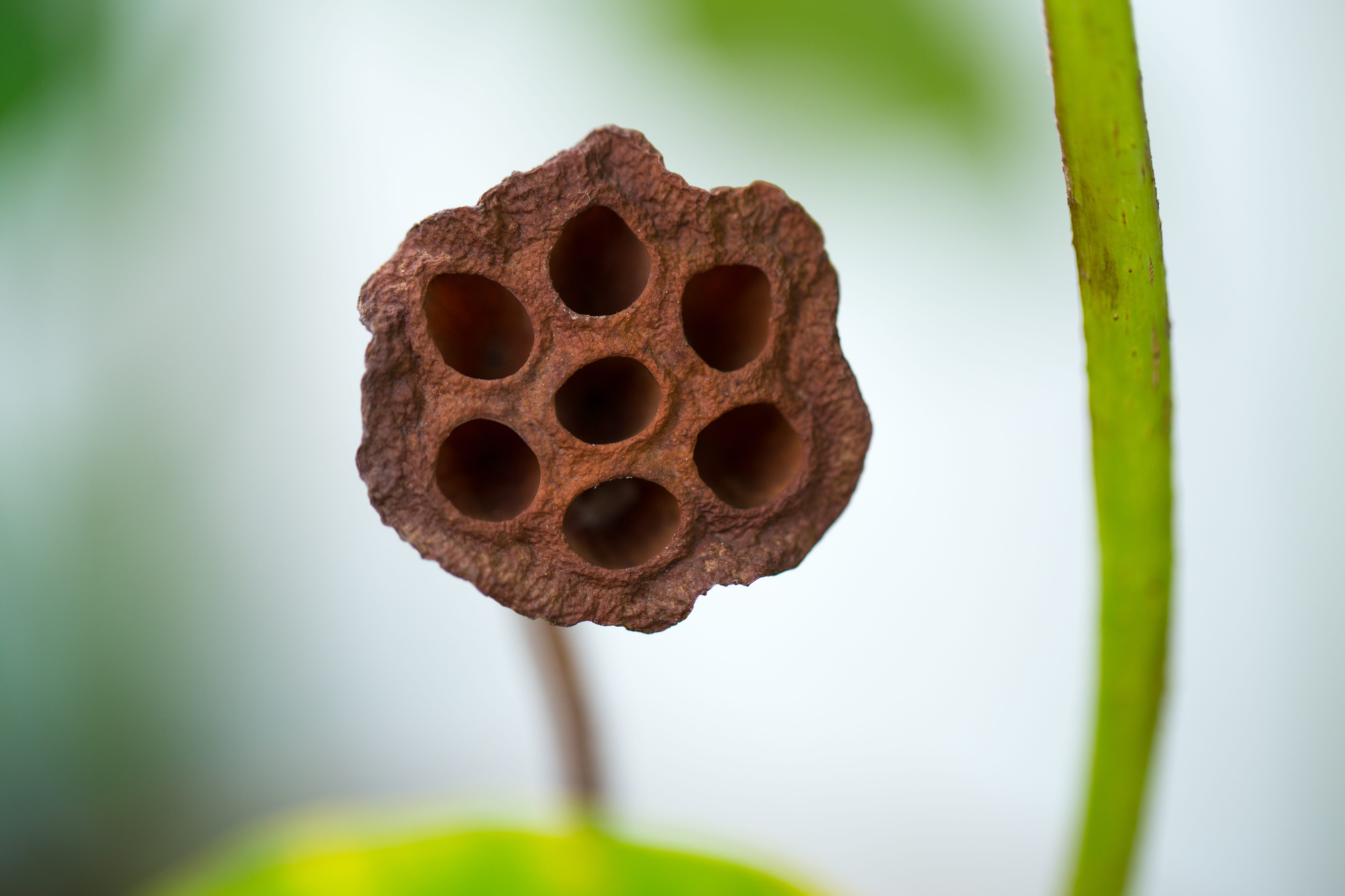 Trypophobia Is A Fear Of Holes & You Probably Have It by Alyssa Girdwain OMGFacts Medium